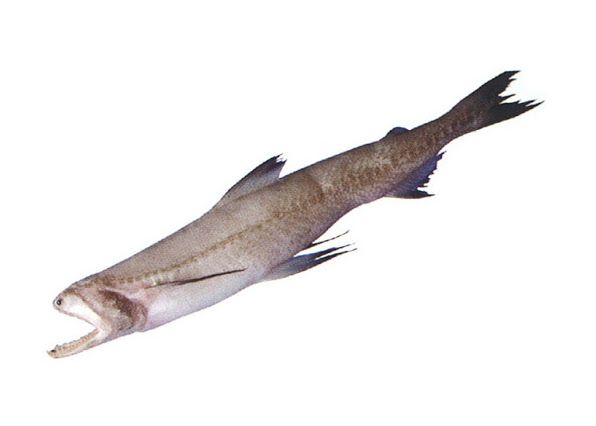 Bombay Duck