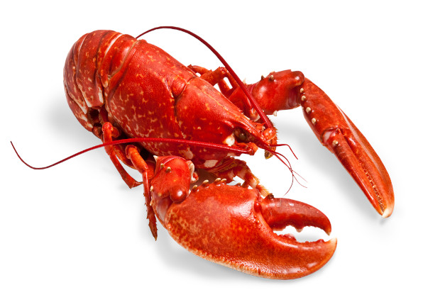 Lobster