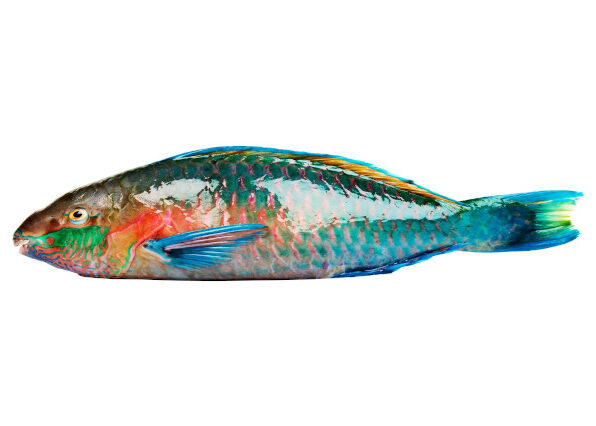 Parrot Fish