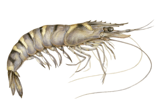 Tiger Prawn