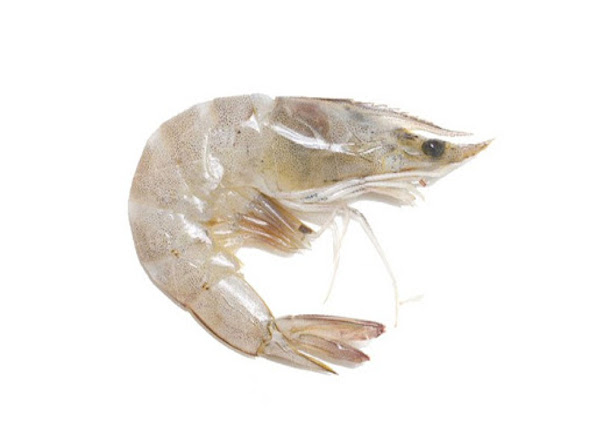 White Shrimp